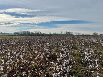 117ac Farm Land for Sale Geneva Alabama - South Alabama - image 35