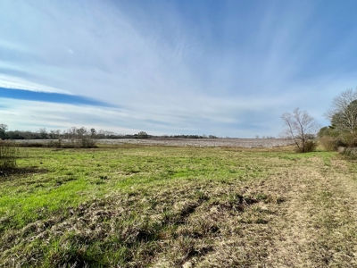 117ac Farm Land for Sale Geneva Alabama - South Alabama - image 11