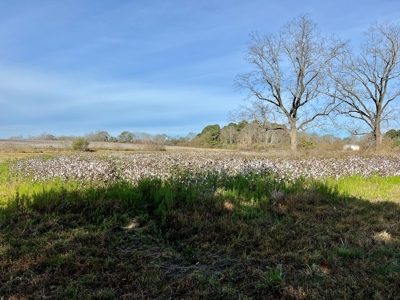 117ac Farm Land for Sale Geneva Alabama - South Alabama - image 15