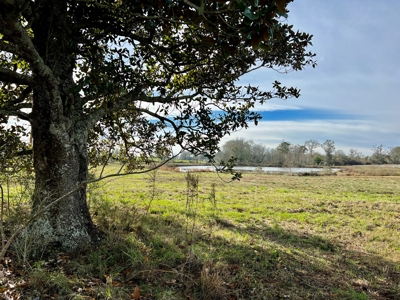 117ac Farm Land for Sale Geneva Alabama - South Alabama - image 16