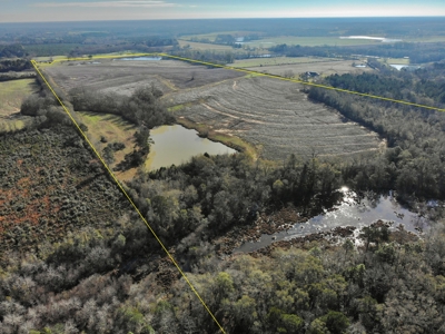 117ac Farm Land for Sale Geneva Alabama - South Alabama - image 8