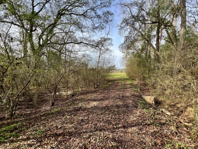 117ac Farm Land for Sale Geneva Alabama - South Alabama - image 22