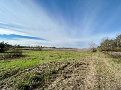 117ac Farm Land for Sale Geneva Alabama - South Alabama - image 33