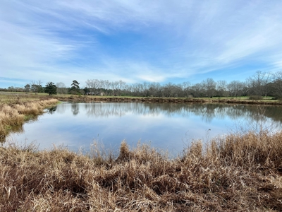 117ac Farm Land for Sale Geneva Alabama - South Alabama - image 24