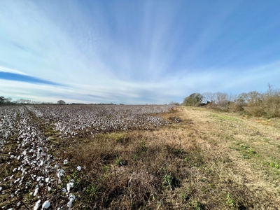 117ac Farm Land for Sale Geneva Alabama - South Alabama - image 36