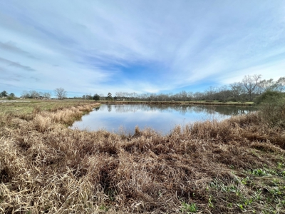 117ac Farm Land for Sale Geneva Alabama - South Alabama - image 38