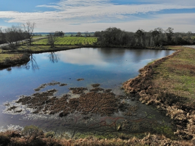 117ac Farm Land for Sale Geneva Alabama - South Alabama - image 30
