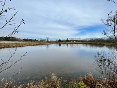 117ac Farm Land for Sale Geneva Alabama - South Alabama - image 2