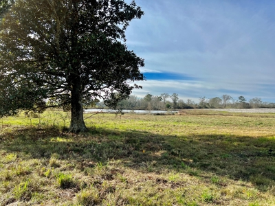 117ac Farm Land for Sale Geneva Alabama - South Alabama - image 32
