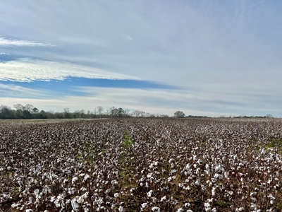 117ac Farm Land for Sale Geneva Alabama - South Alabama - image 14