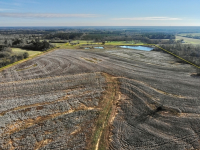 117ac Farm Land for Sale Geneva Alabama - South Alabama - image 25