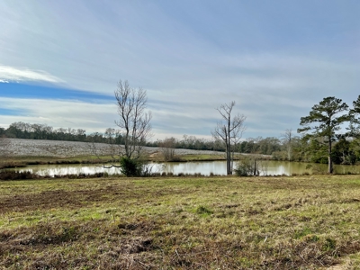 117ac Farm Land for Sale Geneva Alabama - South Alabama - image 18