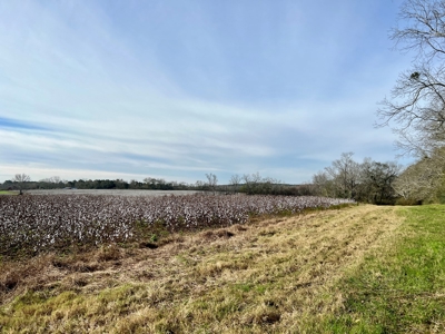 117ac Farm Land for Sale Geneva Alabama - South Alabama - image 13