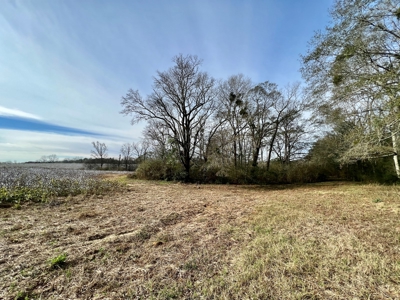 117ac Farm Land for Sale Geneva Alabama - South Alabama - image 12