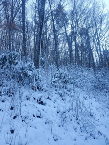 Lot For Sale in Boone NC - image 4