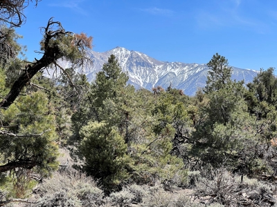 Nevada Recreational Mountain Land For Sale Mineral County NV - image 23