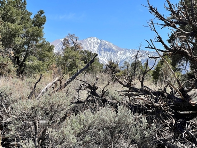 Nevada Recreational Mountain Land For Sale Mineral County NV - image 21