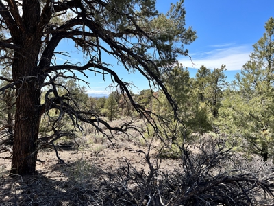 Nevada Recreational Mountain Land For Sale Mineral County NV - image 25