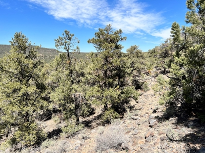 Nevada Recreational Mountain Land For Sale Mineral County NV - image 15