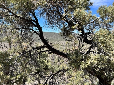 Nevada Recreational Mountain Land For Sale Mineral County NV - image 18