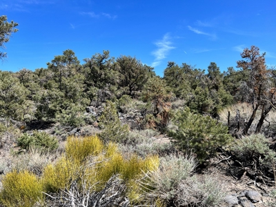 Nevada Recreational Mountain Land For Sale Mineral County NV - image 22