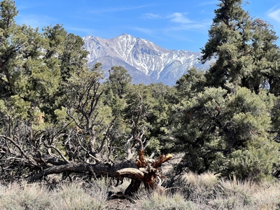 Nevada Recreational Mountain Land For Sale Mineral County NV - image 11