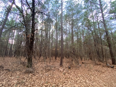 Land With Timber and Creek in Harrison County, TX For Sale! - image 24