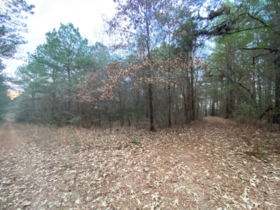 Land With Timber and Creek in Harrison County, TX For Sale! - image 16