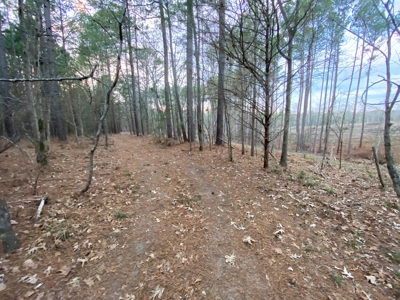 Land With Timber and Creek in Harrison County, TX For Sale! - image 12