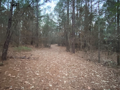 Land With Timber and Creek in Harrison County, TX For Sale! - image 21