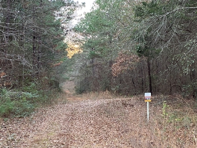 Land With Timber and Creek in Harrison County, TX For Sale! - image 17