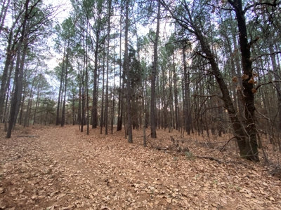 Land With Timber and Creek in Harrison County, TX For Sale! - image 18