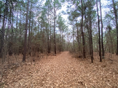 Land With Timber and Creek in Harrison County, TX For Sale! - image 19