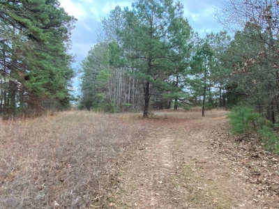 Land With Timber and Creek in Harrison County, TX For Sale! - image 13