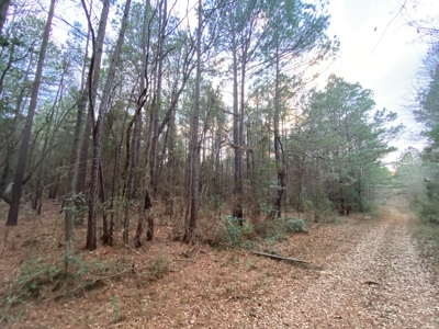Land With Timber and Creek in Harrison County, TX For Sale! - image 22