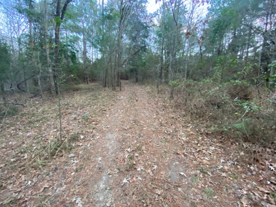 Land With Timber and Creek in Harrison County, TX For Sale! - image 20