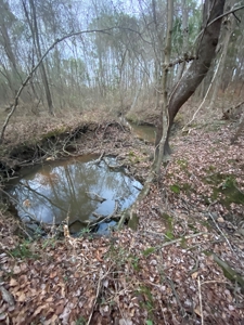 Land With Timber and Creek in Harrison County, TX For Sale! - image 4