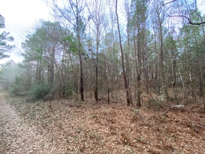 Land With Timber and Creek in Harrison County, TX For Sale! - image 23