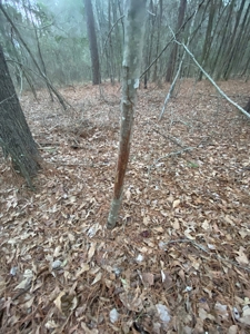 Land With Timber and Creek in Harrison County, TX For Sale! - image 5