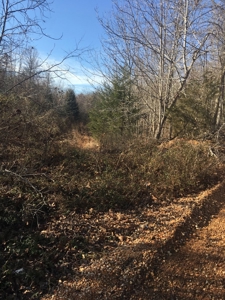 Arkansas Ozarks Wooded Acreage w/Highway Frontage For Sale - image 1