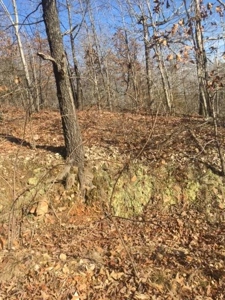 Arkansas Ozarks Wooded Acreage w/Highway Frontage For Sale - image 5