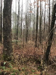 Rural Mountain Setting with creek in N.GA - image 20
