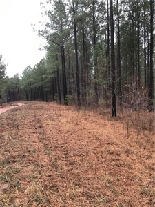 Rural Mountain Setting with creek in N.GA - image 10