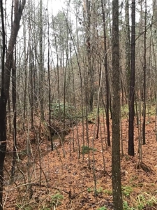 Rural Mountain Setting with creek in N.GA - image 18