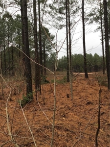 Rural Mountain Setting with creek in N.GA - image 8