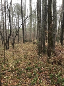 Rural Mountain Setting with creek in N.GA - image 21