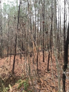 Rural Mountain Setting with creek in N.GA - image 19