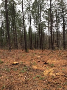Rural Mountain Setting with creek in N.GA - image 2