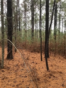 Rural Mountain Setting with creek in N.GA - image 13