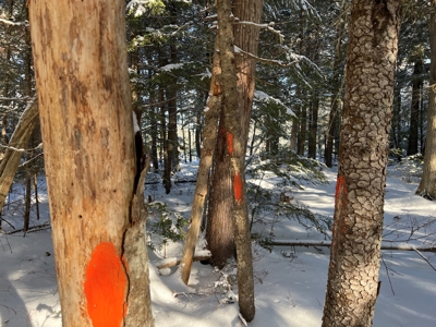 Land For Sale - image 3